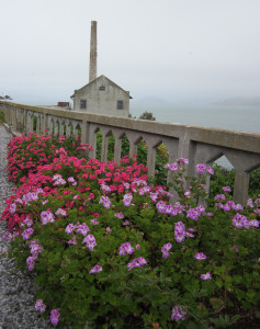 Alcatraz Flower Bed