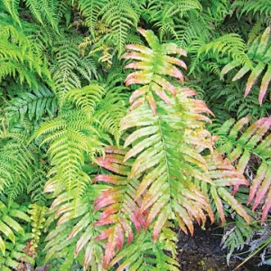 fern