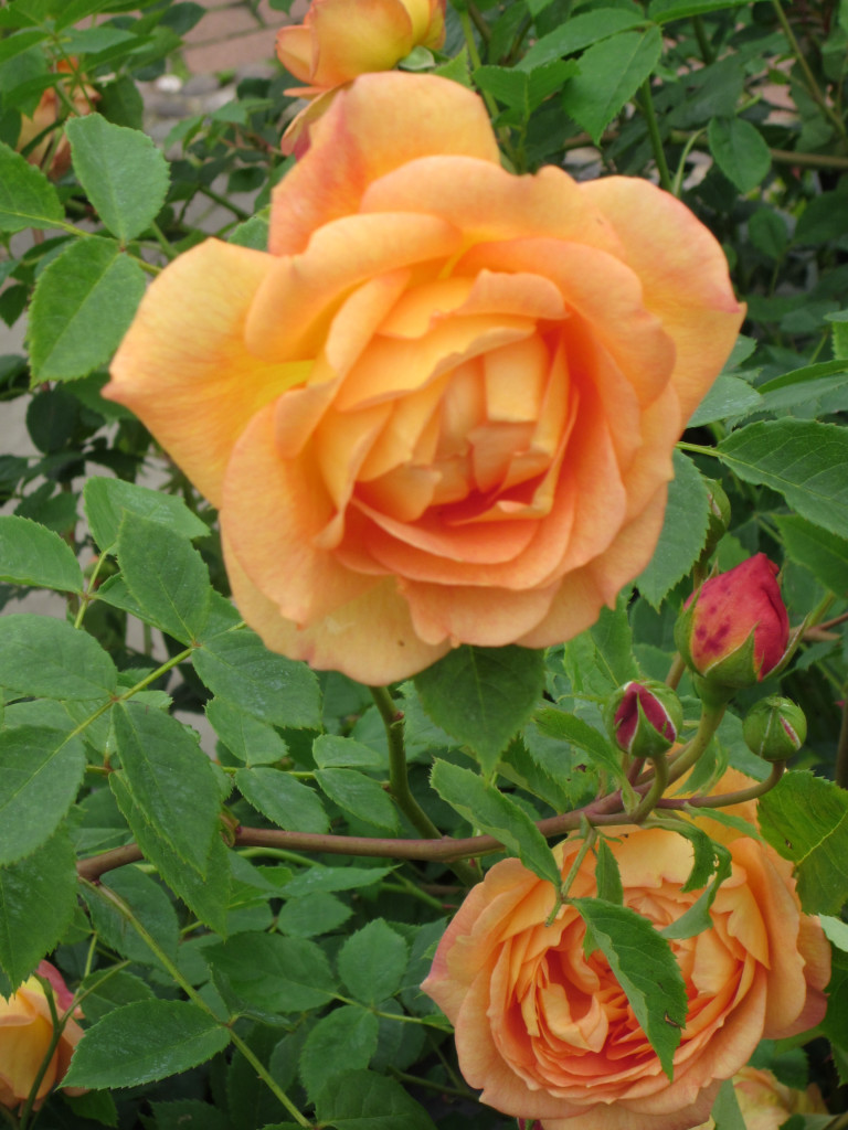 David Austin Peach Rose – Serendipity Trips